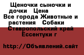 Щеночки-сыночки и дочки › Цена ­ 30 000 - Все города Животные и растения » Собаки   . Ставропольский край,Ессентуки г.